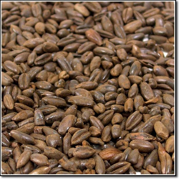 Weyermann Chocolate Rye Malted Grain - Maillard Malts