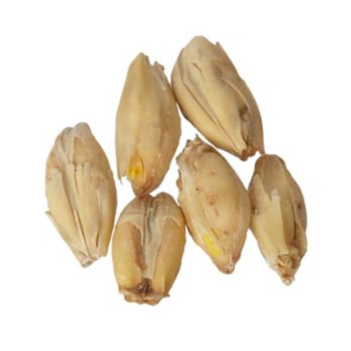 Great Western Domestic 2-Row Malt