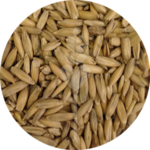 Oat Malt (Fawcett)