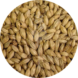 Belgian Pilsner Malt (Dingemans)