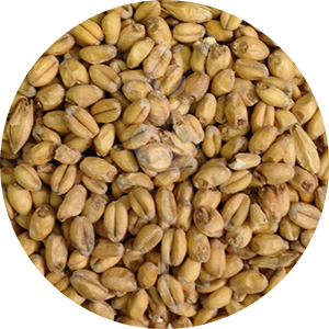 White Wheat Malt (Briess)