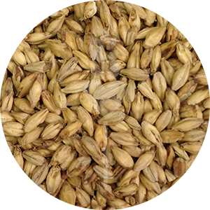 6-Row Brewer's Malt  (Briess)